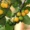 Baraba – Lemon Drop Mangosteen