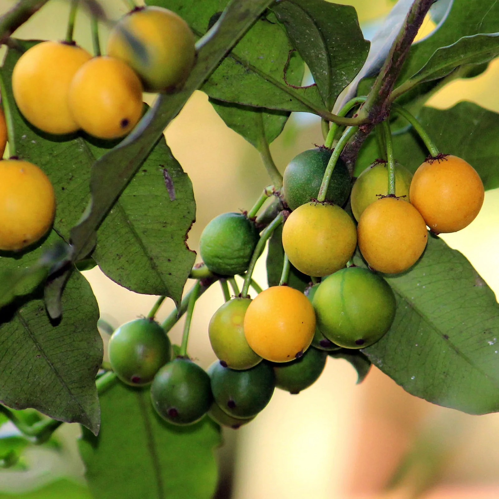 Baraba – Lemon Drop Mangosteen - Image 1