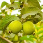 Australian Guava