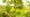 Australian Guava