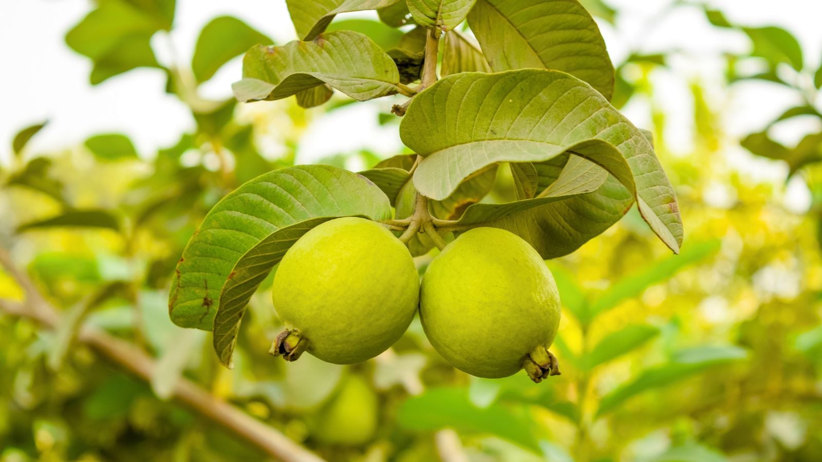 Australian Guava - Image 1