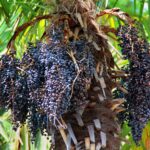Acai berry