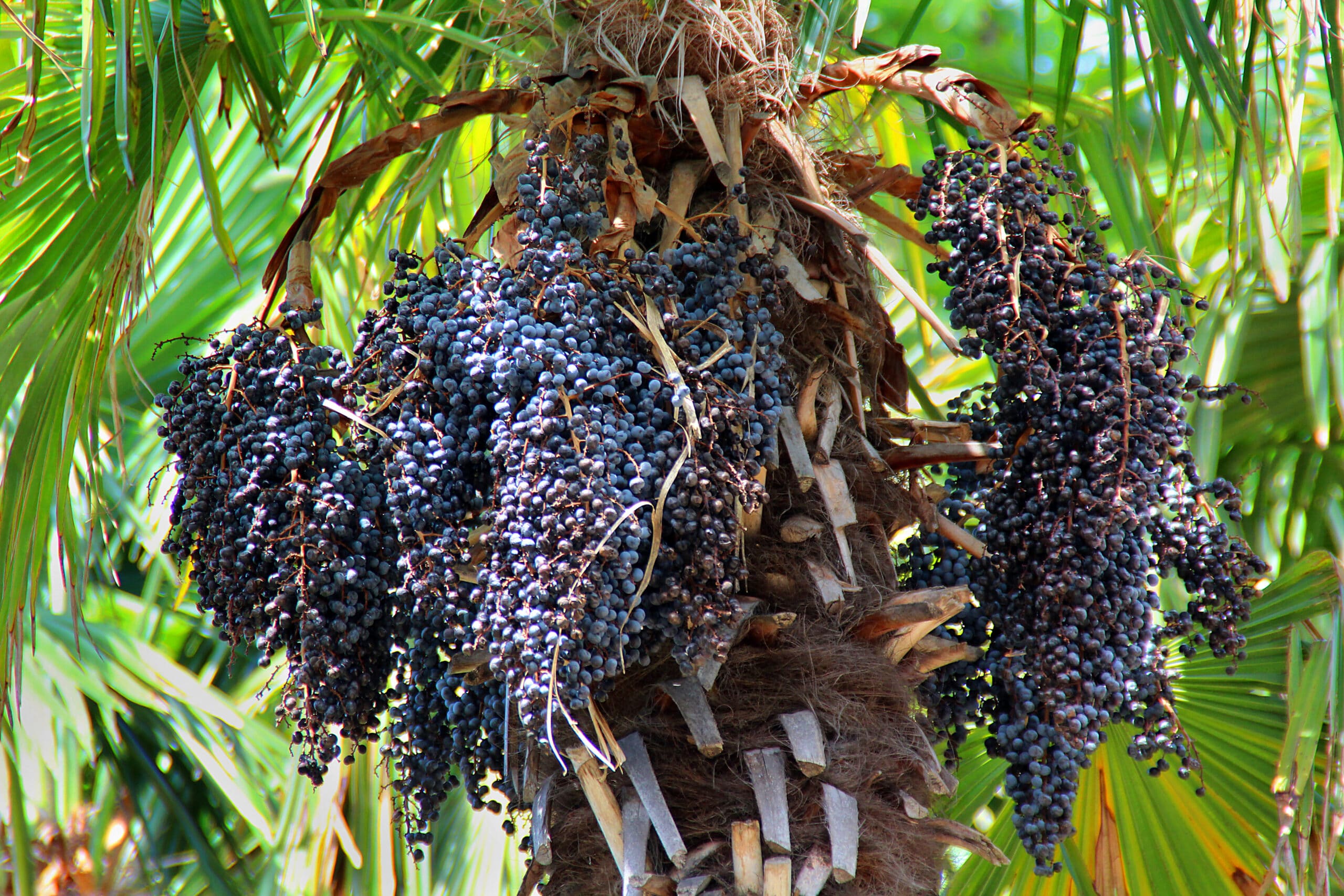 Acai berry - Image 1