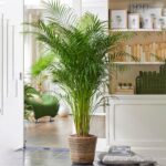 Areca Lutescens