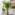 Areca Lutescens