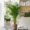 Areca Lutescens
