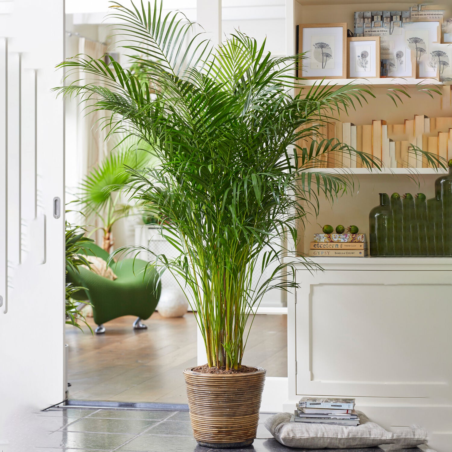 Areca Lutescens - Image 1