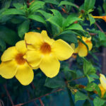 Allamanda