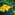 Allamanda
