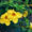 Allamanda