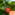 African Peach - Red