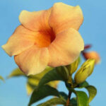 Allamanda - Cream Hybrid