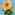 Allamanda - Cream Hybrid