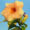 Allamanda - Cream Hybrid