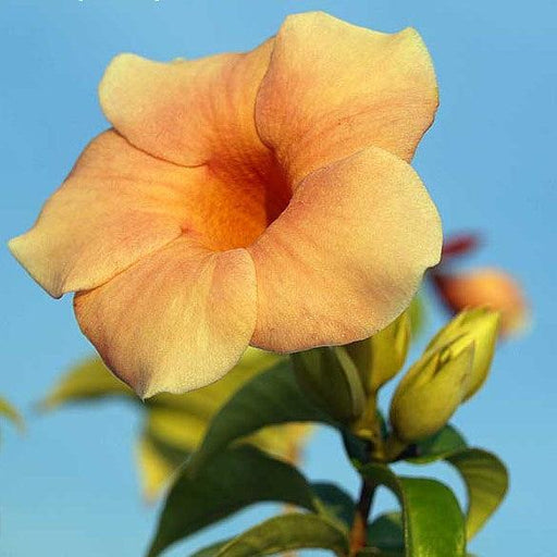Allamanda - Cream Hybrid - Image 1