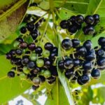 Allspice