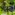 Allspice