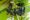Allspice