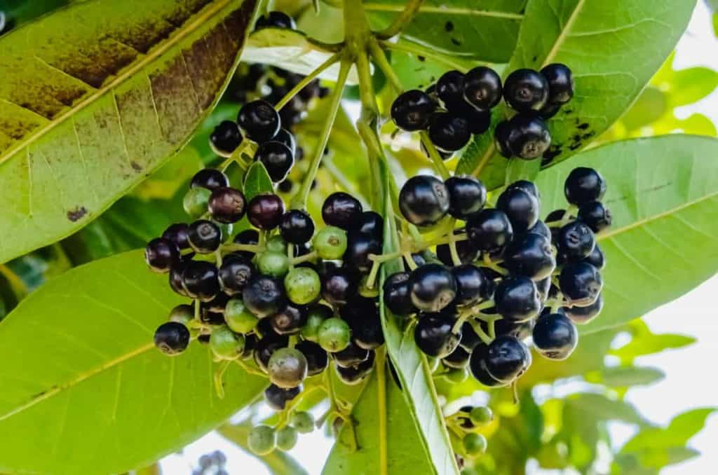 Allspice - Image 1