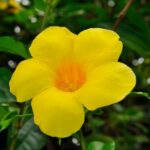 Allamanda - White Hybrid