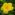 Allamanda - White Hybrid