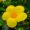 Allamanda - White Hybrid