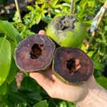 Black Sapote