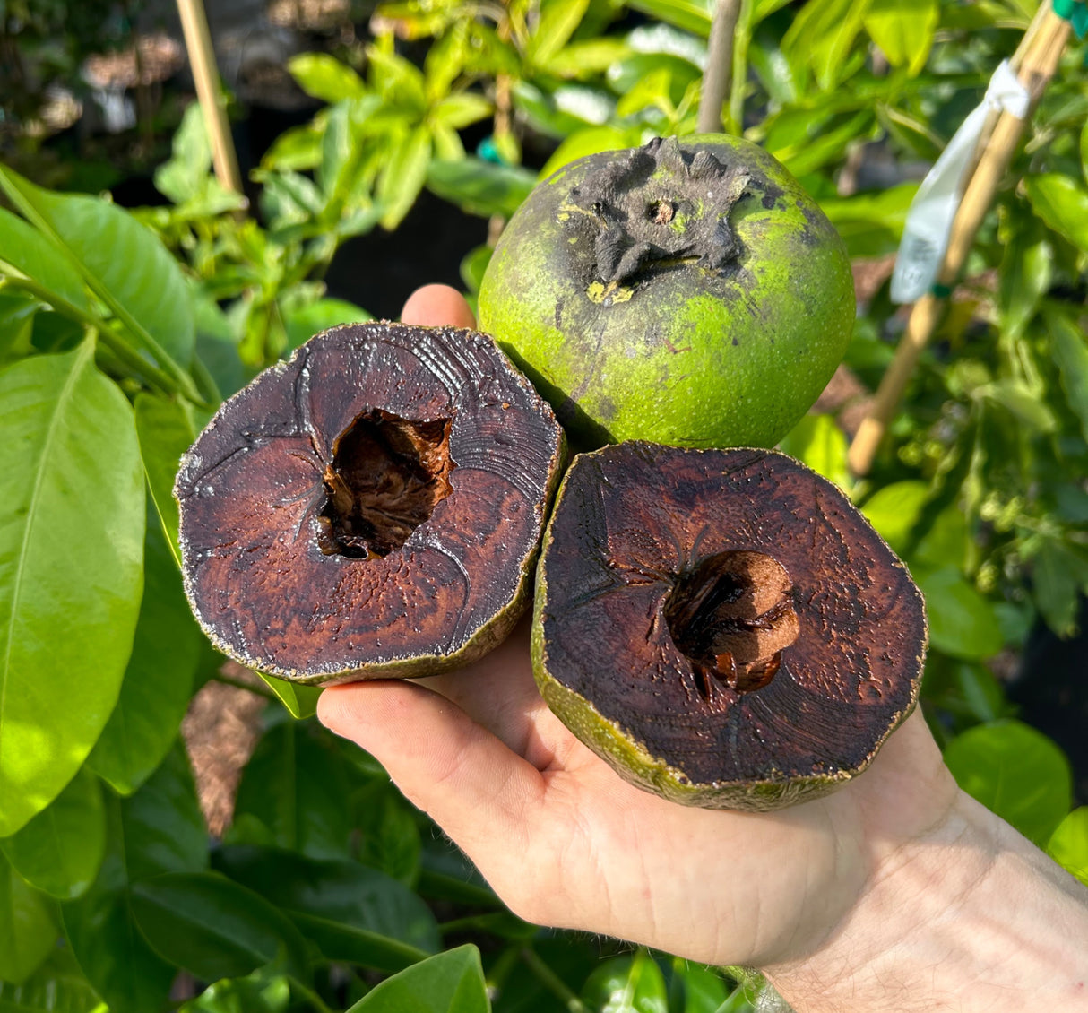 Black Sapote - Image 1