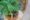 Curry Leaf