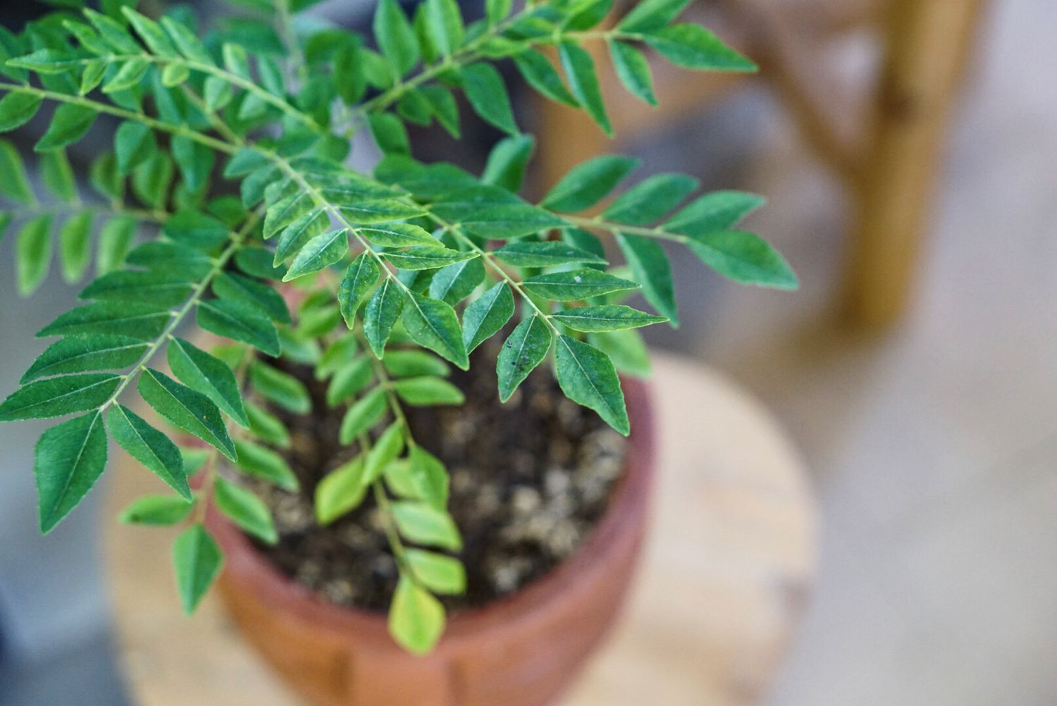 Curry Leaf - Image 1