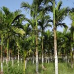Arecanut