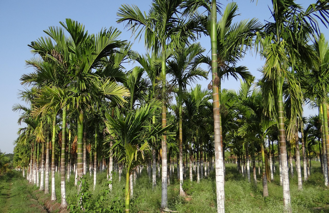 Arecanut - Image 1