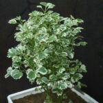 Arelia yellow hybrid