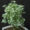 Arelia yellow hybrid