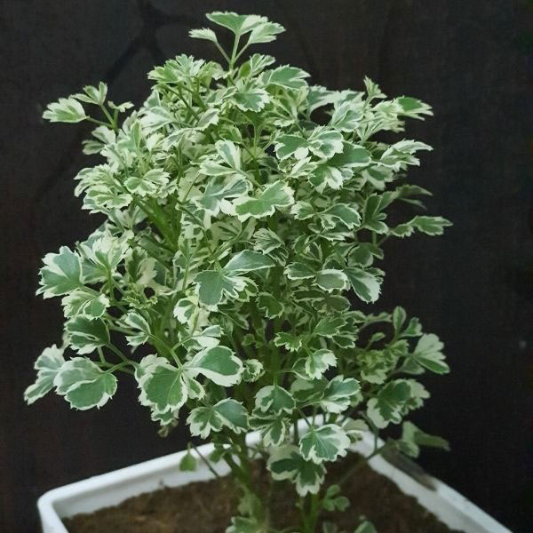 Arelia yellow hybrid - Image 1