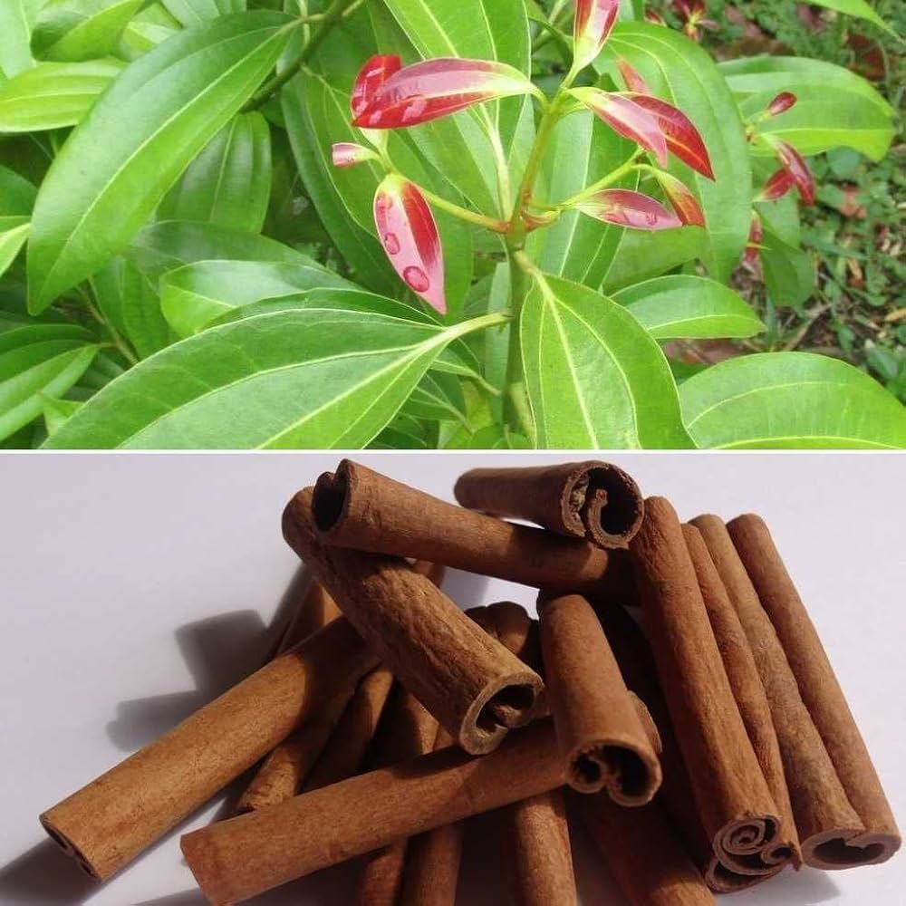 Cinnamon - Image 1
