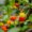 Surinam Cherry