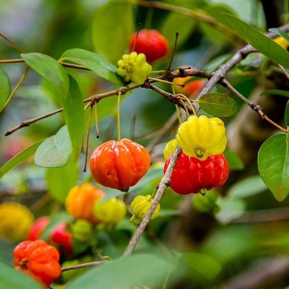 Surinam Cherry - Image 1