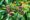 Clove