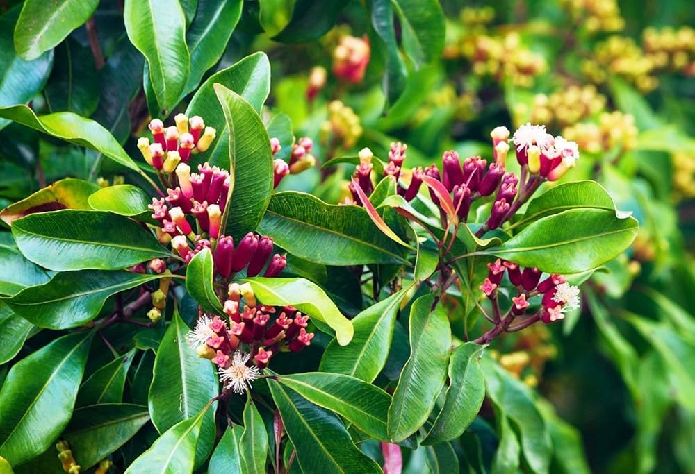 Clove - Image 1