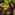 Avocado – American Hass