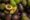 Avocado Graft