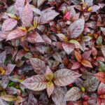 Alternanthera varieties