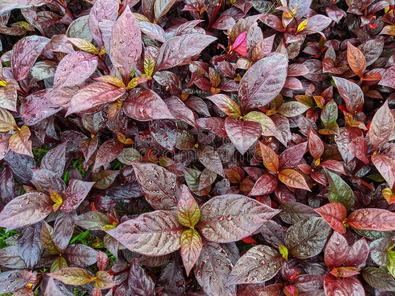 Alternanthera varieties - Image 1