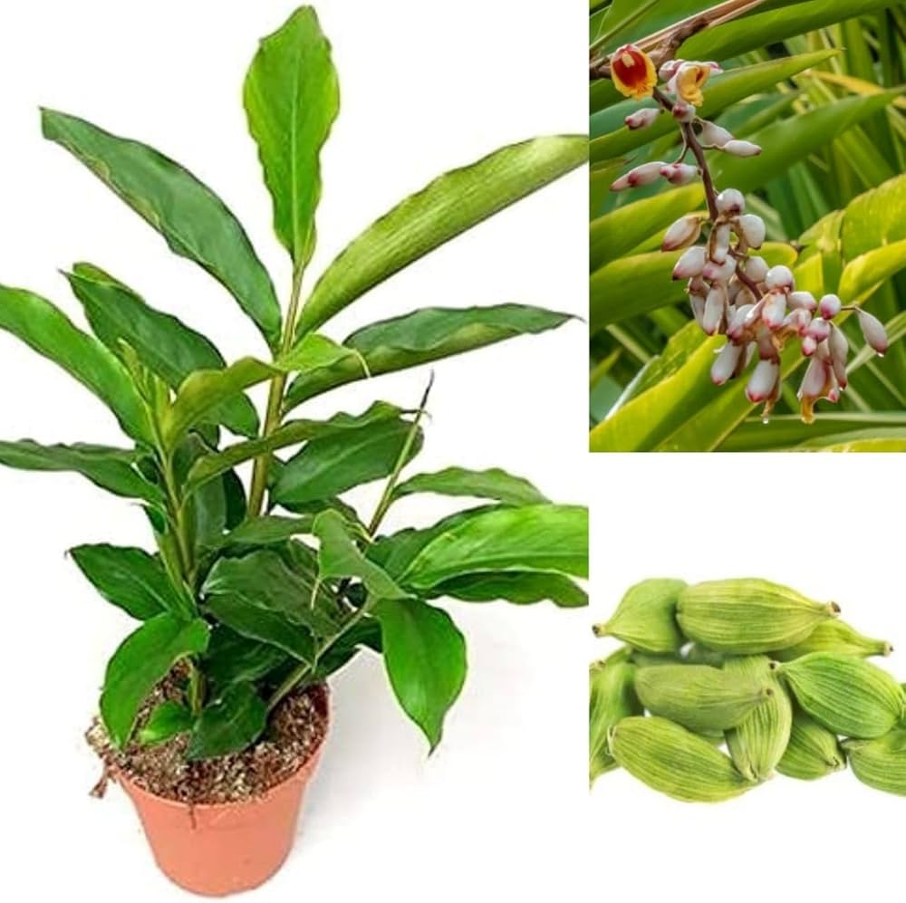Cardamom suckers - Image 1