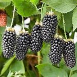 Black Berry