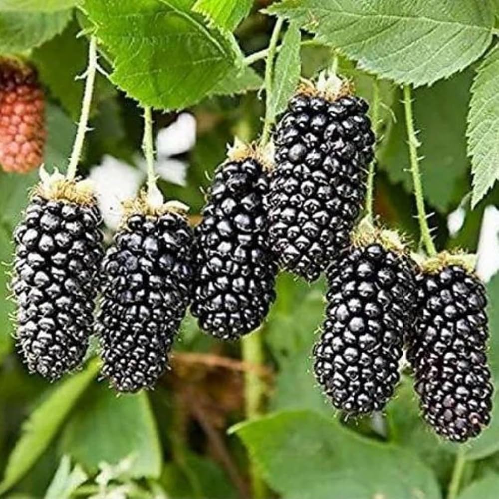Black Berry - Image 1