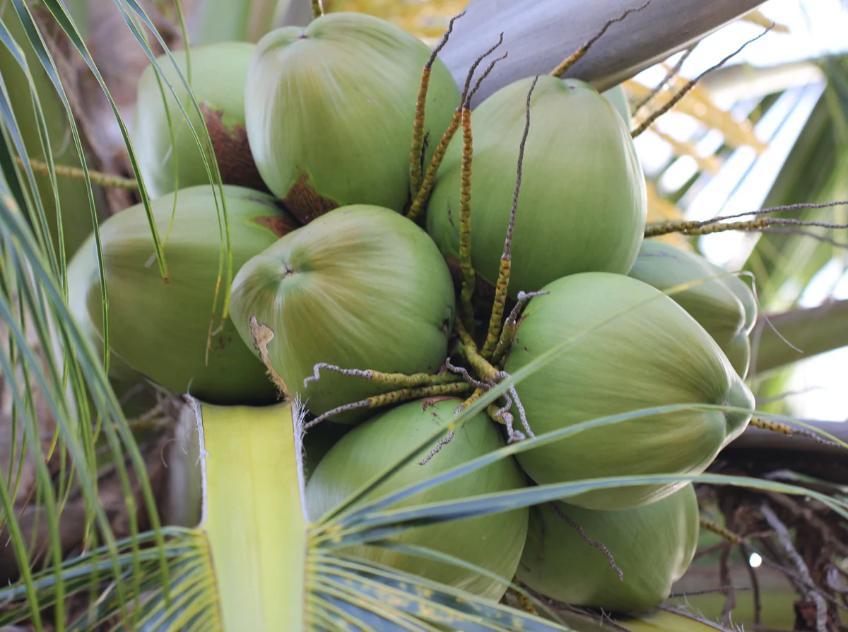 Coconut varieties - Image 1